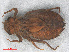  (Diastatomma gamblesi - RMNH.INS.501626)  @14 [ ] CreativeCommons - Attribution Non-Commercial Share-Alike (2013) Unspecified Naturalis Biodiversity Center