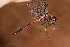  (Orthemis aciculata - RMNH.INS.501912)  @14 [ ] CreativeCommons - Attribution Non-Commercial Share-Alike (2013) Unspecified Naturalis Biodiversity Center