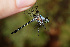  (Argyrothemis - RMNH.INS.501956)  @11 [ ] CreativeCommons - Attribution Non-Commercial Share-Alike (2013) Unspecified Naturalis Biodiversity Center