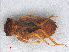  (Idomacromia lieftincki - RMNH.INS.503135)  @13 [ ] CreativeCommons - Attribution Non-Commercial Share-Alike (2013) Unspecified Naturalis Biodiversity Center