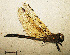  (Hemicordulia virens - RMNH.INS.509793)  @13 [ ] CreativeCommons - Attribution Non-Commercial Share-Alike (2013) Unspecified Naturalis Biodiversity Center