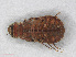  (Macromia cydippe - RMNH.INS.557671)  @14 [ ] CreativeCommons - Attribution Non-Commercial Share-Alike (2013) Unspecified Naturalis Biodiversity Center