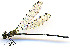  (Argia sp. G amelia - WH-DCR-0065)  @11 [ ] CreativeCommons - Attribution Non-Commercial Share-Alike (2016) William Haber Instuituto Nacional de Biodiversidad