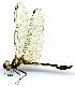  (Macrothemis fallax - WH-DCR-125)  @11 [ ] CreativeCommons  Attribution Non-Commercial (by-nc) (2019) William Haber University of Connecticut