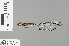  (Protosticta grandis - RMNH.INS.228386)  @14 [ ] CreativeCommons - Attribution Non-Commercial Share-Alike (2013) Unspecified Naturalis, Biodiversity Centre
