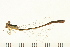  ( - 08OMSOD-0140)  @13 [ ] CreativeCommons - Attribution (2008) Unspecified Centre for Biodiversity Genomics