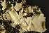  (Parmotrema fragilescens - O-L-679)  @11 [ ] CreativeCommons - Attribution Non-Commercial (2013) Siri Rui Natural History Museum, University of Oslo, Norway