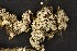  (Crocynia molliuscula - O-L-22007)  @11 [ ] CreativeCommons - Attribution Non-Commercial (2013) Siri Rui Natural History Museum, University of Oslo, Norway