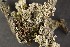  (Stereocaulon coniophyllum - O-L-155306)  @11 [ ] CreativeCommons - Attribution Non-Commercial (2013) Siri Rui Natural History Museum, University of Oslo, Norway