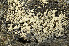  (Amygdalaria panaeola - O-L-163733)  @11 [ ] CreativeCommons - Attribution Non-Commercial (2013) Einar Timdal Natural History Museum, University of Oslo, Norway