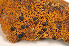 (Porpidia flavocruenta - O-L-163772)  @11 [ ] CreativeCommons - Attribution Non-Commercial (2014) Einar Timdal Natural History Museum, University of Oslo, Norway