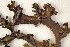  (Arctocetraria andrejevii - O-L-180951)  @11 [ ] CreativeCommons - Attribution Non-Commercial (2013) Siri Rui Natural History Museum, University of Oslo, Norway