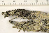  (Acolium inquinans - O-L-186924)  @11 [ ] CreativeCommons - Attribution Non-Commercial (2015) Trude Magnussen Natural History Museum, University of Oslo, Norway