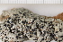  (Calvitimela sp. ET01 - O-L-196719)  @11 [ ] CreativeCommons - Attribution Non-Commercial (2016) Kristine Dobbe University of Oslo, Natural History Museum