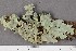  (Lobaria patinifera - O-L-196743)  @11 [ ] CreativeCommons - Attribution Non-Commercial Share-Alike (2017) Unspecified University of Oslo, Natural History Museum