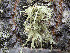  (Ramalina sinensis - O-L-201303)  @11 [ ] CreativeCommons - Attribution Non-Commercial (2016) Einar Timdal University of Oslo, Natural History Museum