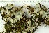  (Cetrelia olivetorum - O-L-203001)  @11 [ ] CreativeCommons - Attribution Non-Commercial (2016) Kristine Dobbe University of Oslo, Natural History Museum
