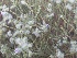  (Salvia moorcroftiana - BUITEMS-SHIN-110)  @11 [ ] Unspecified (default): All Rights Reserved (2019) Saima Masood BUITEMS