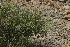 (Salvia santolinifolia - BUITEMS-SHIN-160)  @11 [ ] Unspecified (default): All Rights Reserved (2019) Saima Masood BUITEMS