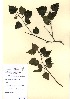  (Betula pendula Purpurea - OMH-A55)  @11 [ ] CreativeCommons - Attribution Non-Commercial Share-Alike (2011) James Tosh Natural History Museum, London
