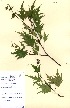 (Betula pendula Laciniata - OMH-A56)  @11 [ ] CreativeCommons - Attribution Non-Commercial Share-Alike (2011) James Tosh Natural History Museum, London