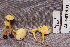  (Hygrocybe cf. ceracea - TRTC156925)  @11 [ ] CreativeCommons - Attribution Non-Commercial Share-Alike (2010) Unspecified Royal Ontario Museum