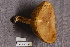  (Xerocomus aff. subtomentosus - TRTC156926)  @11 [ ] CreativeCommons - Attribution Non-Commercial Share-Alike (2010) Unspecified Royal Ontario Museum