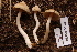  (Inocybe geophylla - TRTC156927)  @11 [ ] CreativeCommons - Attribution Non-Commercial Share-Alike (2010) Unspecified Royal Ontario Museum