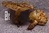  (Lactarius sordidus - TRTC156933)  @11 [ ] CreativeCommons - Attribution Non-Commercial Share-Alike (2010) Unspecified Royal Ontario Museum