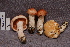  (Hygrophorus pudorinus - TRTC156936)  @11 [ ] CreativeCommons - Attribution Non-Commercial Share-Alike (2010) Unspecified Royal Ontario Museum