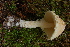  (Lepiota clypeolaria - TRTC156939)  @11 [ ] CreativeCommons - Attribution Non-Commercial Share-Alike (2010) Unspecified Royal Ontario Museum