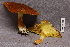  (Suillus cavipes - TRTC156940)  @11 [ ] CreativeCommons - Attribution Non-Commercial Share-Alike (2010) Unspecified Royal Ontario Museum