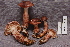  (Hygrophorus purpurinus - TRTC156941)  @11 [ ] CreativeCommons - Attribution Non-Commercial Share-Alike (2010) Unspecified Royal Ontario Museum