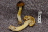  (Tricholoma aff. sejunctum - TRTC156944)  @11 [ ] CreativeCommons - Attribution Non-Commercial Share-Alike (2010) Unspecified Royal Ontario Museum