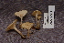  (Clitocybe cf. abundans - TRTC156948)  @11 [ ] CreativeCommons - Attribution Non-Commercial Share-Alike (2010) Unspecified Royal Ontario Museum
