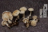  (Tricholoma aff. orirubens - TRTC156960)  @11 [ ] CreativeCommons - Attribution Non-Commercial Share-Alike (2010) Unspecified Royal Ontario Museum