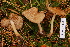  (Inocybe fastigiata - TRTC156973)  @11 [ ] CreativeCommons - Attribution Non-Commercial Share-Alike (2010) Unspecified Royal Ontario Museum