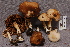  (Psathyrella spadicea - TRTC156998)  @11 [ ] CreativeCommons - Attribution Non-Commercial Share-Alike (2010) Unspecified Royal Ontario Museum