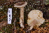  (Lactarius cinereus - TRTC157021)  @11 [ ] CreativeCommons - Attribution Non-Commercial Share-Alike (2010) Unspecified Royal Ontario Museum