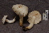  (Tricholoma columbetta - TRTC157043)  @11 [ ] CreativeCommons - Attribution Non-Commercial Share-Alike (2010) Unspecified Royal Ontario Museum
