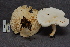 (Clitocybe cf. robusta - TRTC157059)  @11 [ ] CreativeCommons - Attribution Non-Commercial Share-Alike (2010) Unspecified Royal Ontario Museum