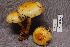  (Pholiota adiposa - TRTC157065)  @11 [ ] CreativeCommons - Attribution Non-Commercial Share-Alike (2010) Unspecified Royal Ontario Museum
