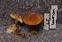  (Cystoderma granulosum - TRTC157066)  @11 [ ] CreativeCommons - Attribution Non-Commercial Share-Alike (2010) Unspecified Royal Ontario Museum