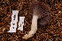  (Hygrocybe lacmus - TRTC156890)  @11 [ ] CreativeCommons - Attribution Non-Commercial Share-Alike (2010) Unspecified Royal Ontario Museum