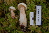  (Suillus placidus - TRTC156896)  @11 [ ] CreativeCommons - Attribution Non-Commercial Share-Alike (2010) Unspecified Royal Ontario Museum