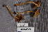  (Cortinarius cf. tasmacamphoratus - TRTC156901)  @11 [ ] CreativeCommons - Attribution Non-Commercial Share-Alike (2010) Unspecified Royal Ontario Museum