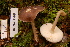  (Pluteus cervinus - TRTC156922)  @11 [ ] CreativeCommons - Attribution Non-Commercial Share-Alike (2010) Unspecified Royal Ontario Museum