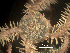  (Ophiopholis longispina - Oplo1)  @11 [ ] CreativeCommons  Attribution Non-Commercial Share-Alike (2019) Richard Emlet Oregon Inst. Marine Biology