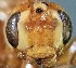  (Eremotylus bulbosus - SBMNHENT0113753)  @11 [ ] CC-0 (2019) University of California, Santa Barbara University of California, Santa Barbara