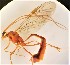  (Enicospilus purgatus - UCSB-IZC00034848)  @12 [ ] CC-0 (2019) University of California, Santa Barbara University of California, Santa Barbara